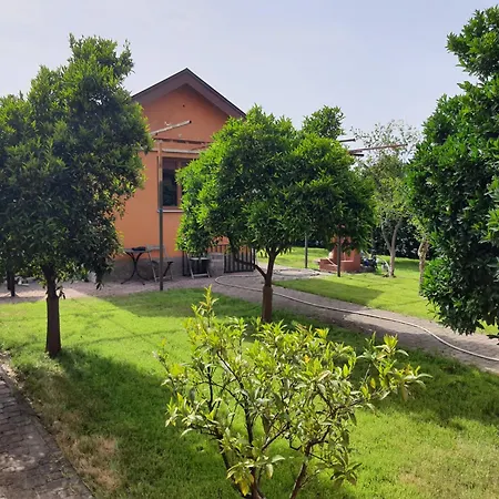 Elio * ディヴィアーケ